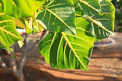 NS2再曝新传言 可能采用类似Wii U的双屏幕体验设计